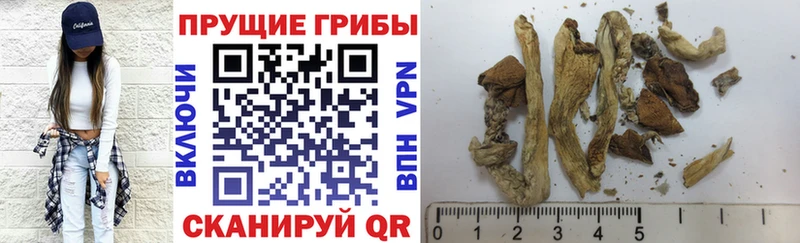 Псилоцибиновые грибы Psilocybine cubensis где можно купить наркотик Болохово